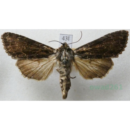 Apamea monoglypha (Hufnagel, 1766) Sówka wróblówka Czech43l